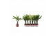 Dracaena fragr. mix 3 soorten Enkel stam - 3 soorten mix 
