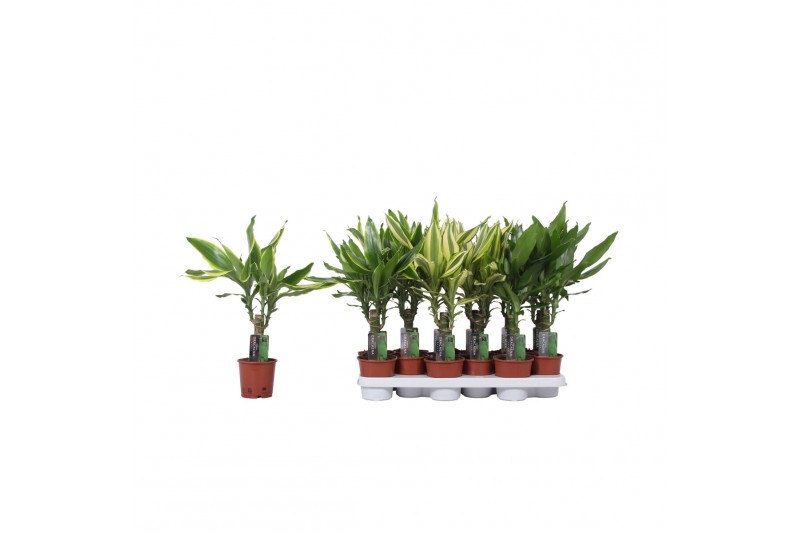 Dracaena fragr. mix 3 soorten Enkel stam - 3 soorten mix 