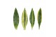 Dracaena fragr. mix 3 soorten Enkel stam - 3 soorten mix 