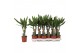 Dracaena fragr. steudneri Enkel stam 40cm 