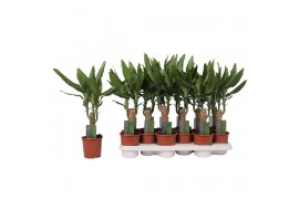Dracaena fragr. steudneri Enkel stam 40cm