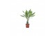 Dracaena fragr. steudneri Enkel stam 40cm 