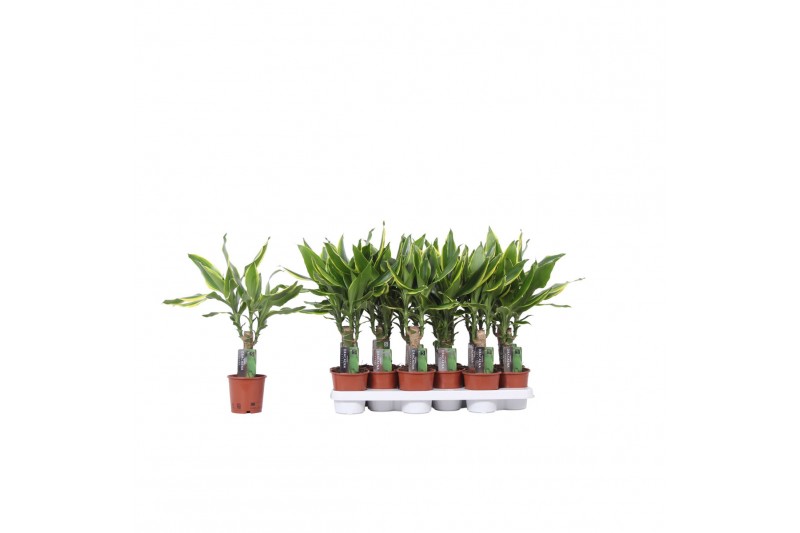 Dracaena fragr. golden coast Enkel stam 