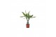 Dracaena fragr. golden coast Enkel stam 