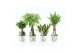 Kamerplanten mix amazone mix in potcover bamboo 