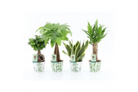 Kamerplanten mix amazone mix in potcover bamboo