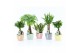 Kamerplanten mix Amazone Mix in Pastel Stripe 1 pp 