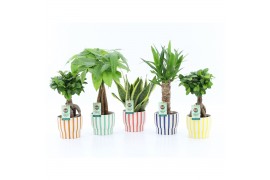 Kamerplanten mix Amazone Mix in Pastel Stripe 1 pp