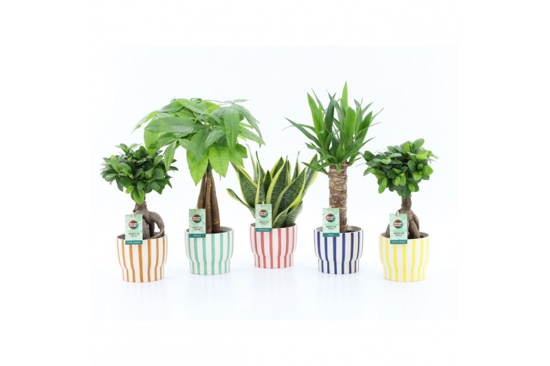 Kamerplanten mix Amazone Mix in Pastel Stripe 1 pp 