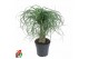 Beaucarnea recurvata Vertakt 