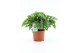 Monstera adansonii monkey 