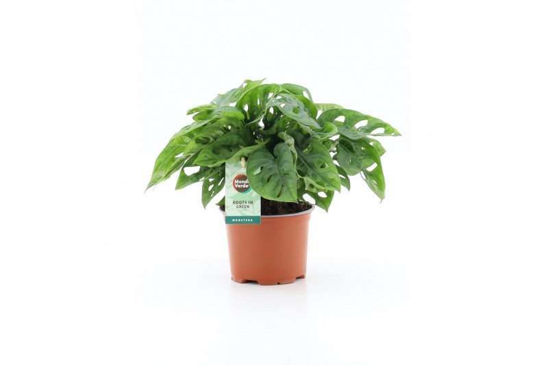 Monstera adansonii monkey 