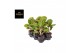 Aglaonema apple green 