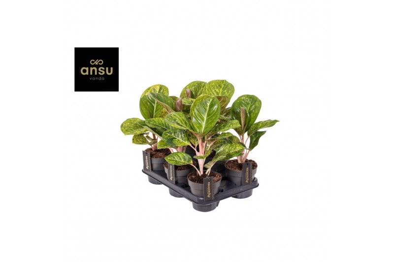 Aglaonema apple green 
