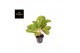 Aglaonema apple green 