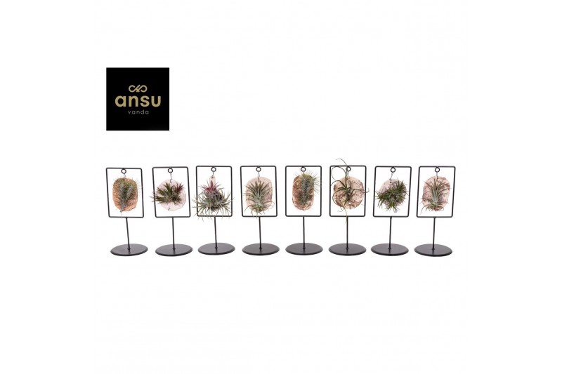 Tillandsia tillandsia ionantha Tilly Tiles in Design Frame Single over 