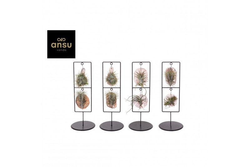 Tillandsia ionantha Tilly Tiles in Design Frame Double 0886 