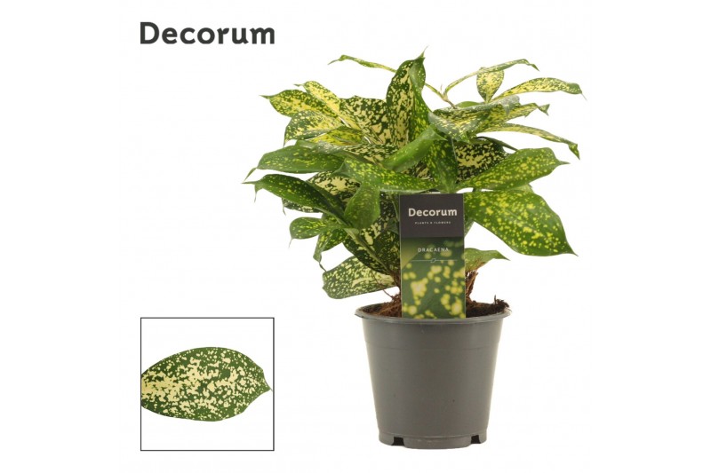 Dracaena surculosa florida beauty godsefiana decorum 