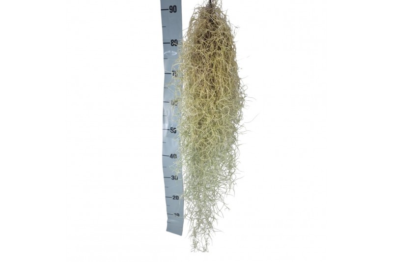 Tillandsia usneoides Tillandsia usneoides XXL 80 - 89  cm 1 bl. 