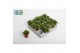 Peperomia happy bean tanz 