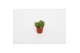 Peperomia happy bean tanz 