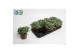 Crassula Arborensis Cristaat 