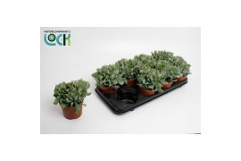 Crassula Arborensis Cristaat