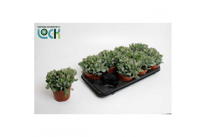 Crassula Arborensis Cristaat 