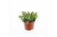 Crassula Arborensis Cristaat 