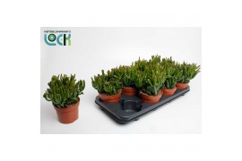 Crassula ovata horn tree