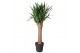 Yucca Vertakt op stam 