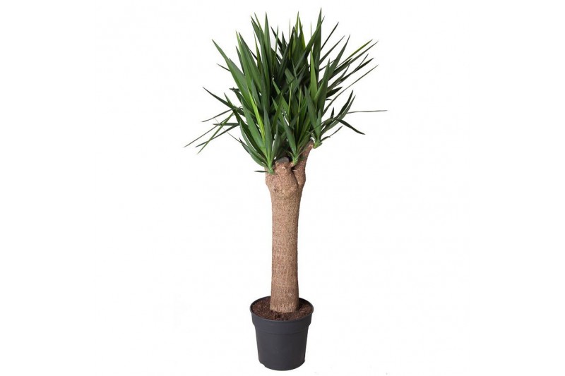 Yucca Vertakt op stam 