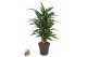 Dracaena fragr. der. ulises Dracaena Ulises vertakt P21,1 pp,1 pp,1 pp 