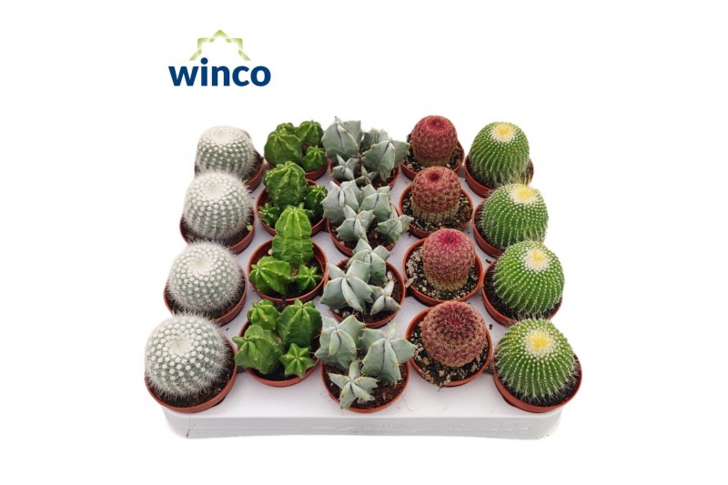 Cactus mix Sierras® - Santiago Mix (Deluxe) 