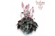 Heuchera indian summer hip hip hooray 