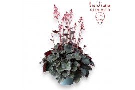 Heuchera indian summer hip hip hooray