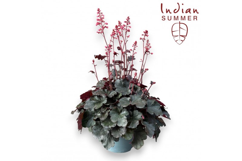 Heuchera indian summer hip hip hooray 