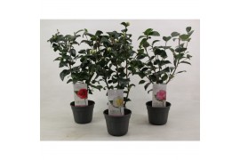 Camelia mix 3 kleuren