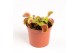 Dionaea muscipula 