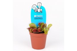 Dionaea muscipula