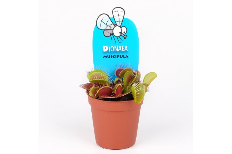 Dionaea muscipula 