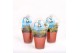 Dionaea muscipula in plastic cup 