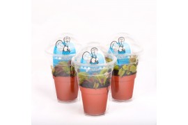 Dionaea muscipula in plastic cup