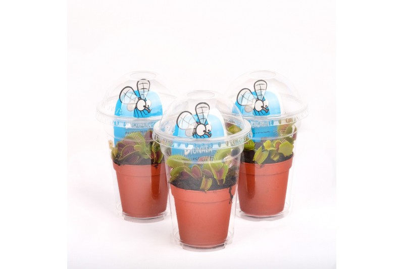 Dionaea muscipula in plastic cup 