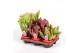 Sarracenia mix 