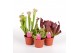 Sarracenia mix 