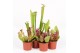 Sarracenia mix 