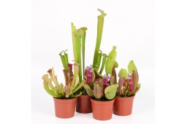 Sarracenia mix