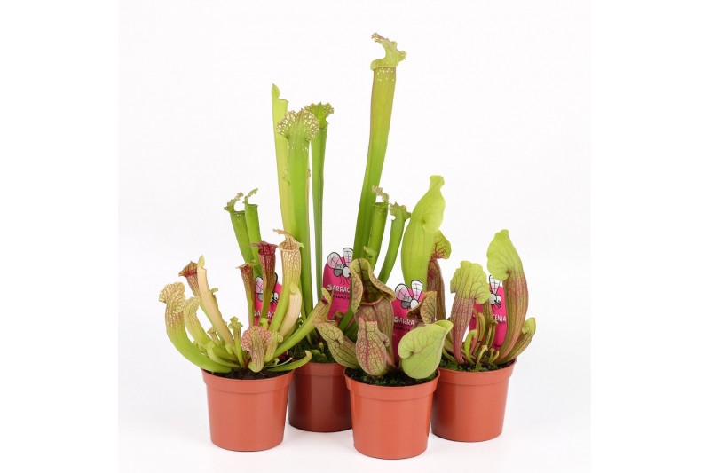 Sarracenia mix 
