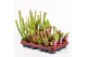 Sarracenia mix 